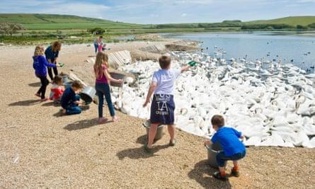 Feeding time at the Abbotsbury swan sanctury