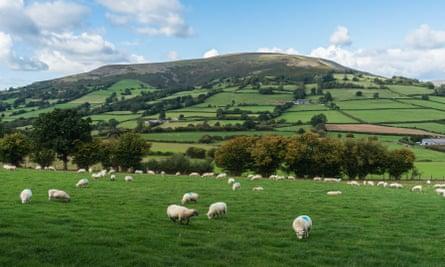 Sheep grazing at the foot of a hill in the Black Mountains, Wales.